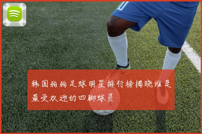 韩国狗狗足球明星排行榜揭晓谁是最受欢迎的四脚球员